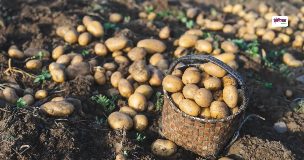 धौलपुर के आलू को मिली राष्ट्रीय पहचान पंच गौरव योजना में हुआ शामिल – किसानों में खुशी