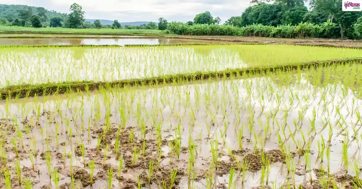 धान की रोपाई के 7 दिन में करें ये काम, नहीं उगेंगे खरपतवार, जानिए आसान जुगाड़