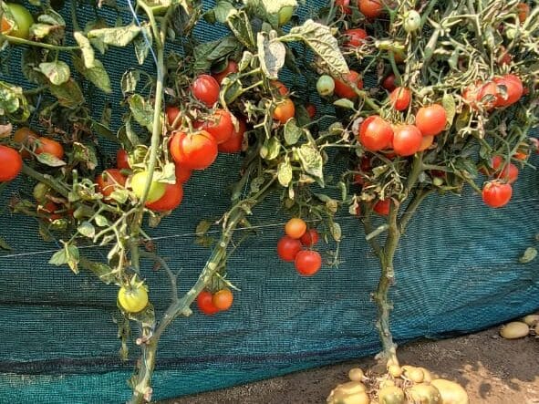 वाराणसी सब्जी अनुसंधान संस्थान से मिलेंगे मात्र 10 रूपये में ग्राफ्टेड पौधे, जानिए कैसे उठाएं लाभ