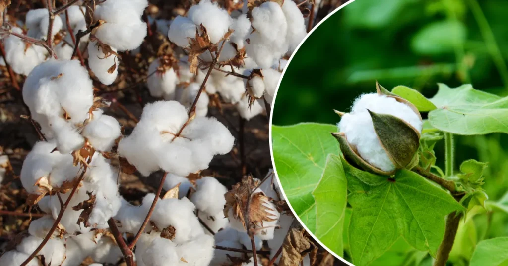Organic hybrid cotton will be cultivated in MP