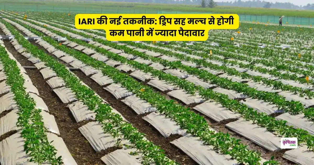 IARI की नई तकनीक ड्रिप सह मल्च से होगी कम पानी में ज्यादा पैदावार, किसान बढ़ाएंगे मुनाफा!