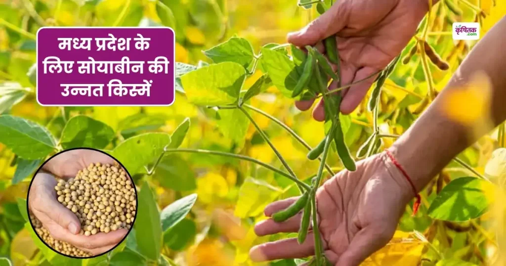 Improved varieties of soybean for Madhya Pradesh