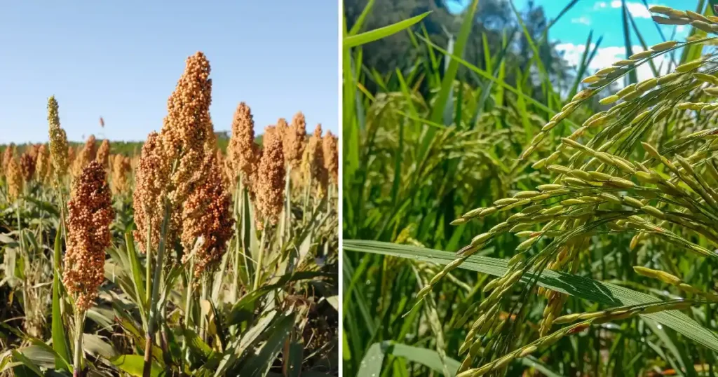 kharif Crops