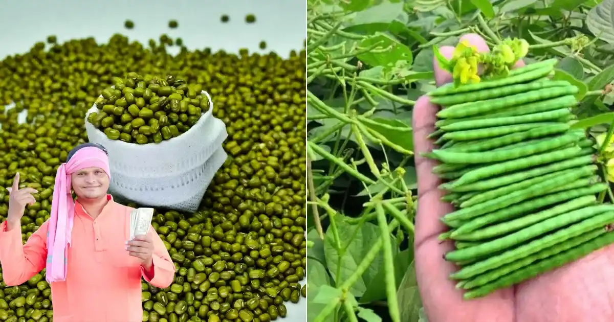 MSP of moong and urad fixed for the farmers of MP