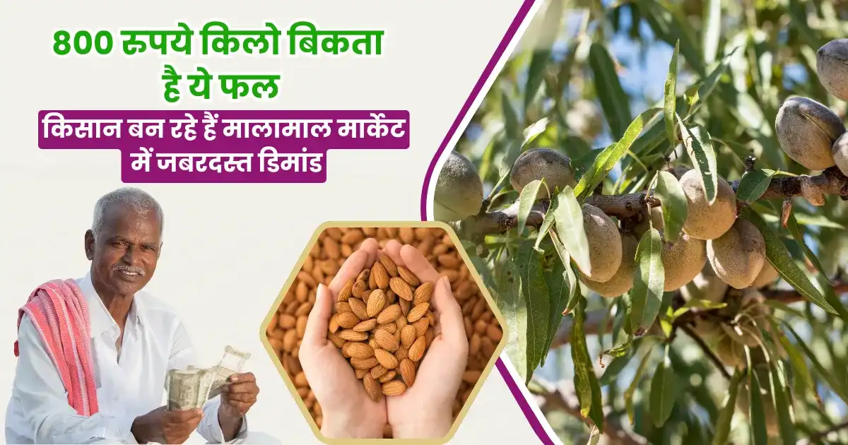 Mamra Badam ki kheti