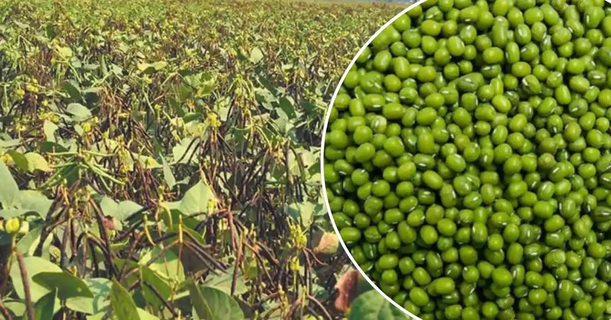 मूंग की ये उन्नत किस्में बना सकती हैं किसानों को मालामाल, जुलाई का पहला पखवाड़ा है बुआई का सही वक्त