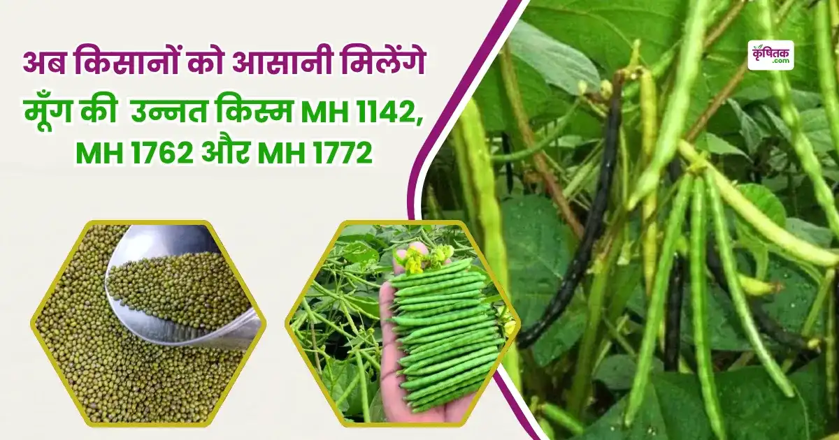 Moong-ki-unnat-kism-MH-MH-1142-MH-1762-and-MH1772