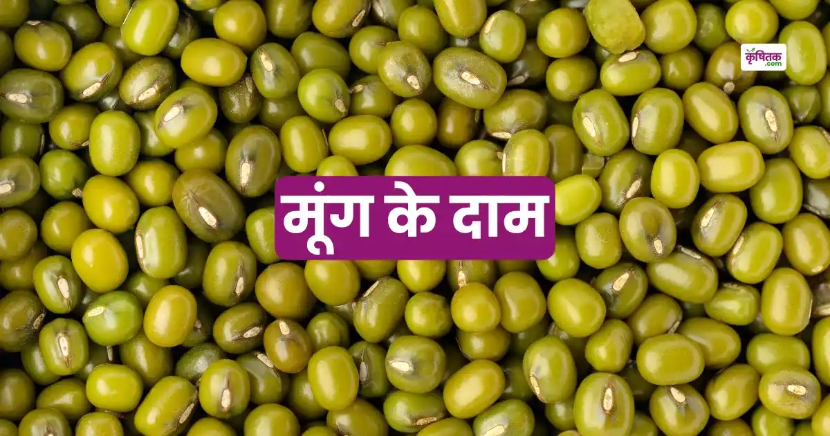 Moong price