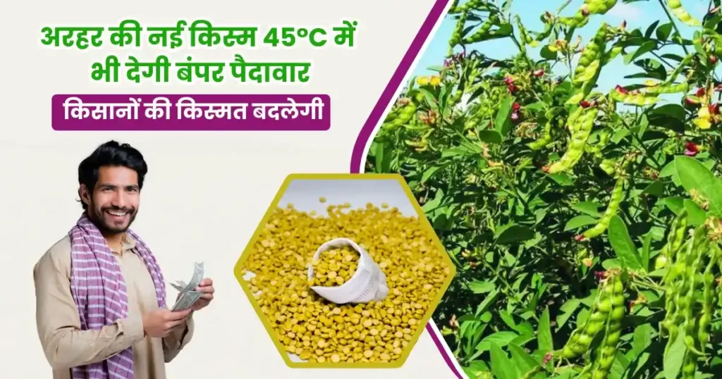 New variety of pigeon pea ICPV 25444
