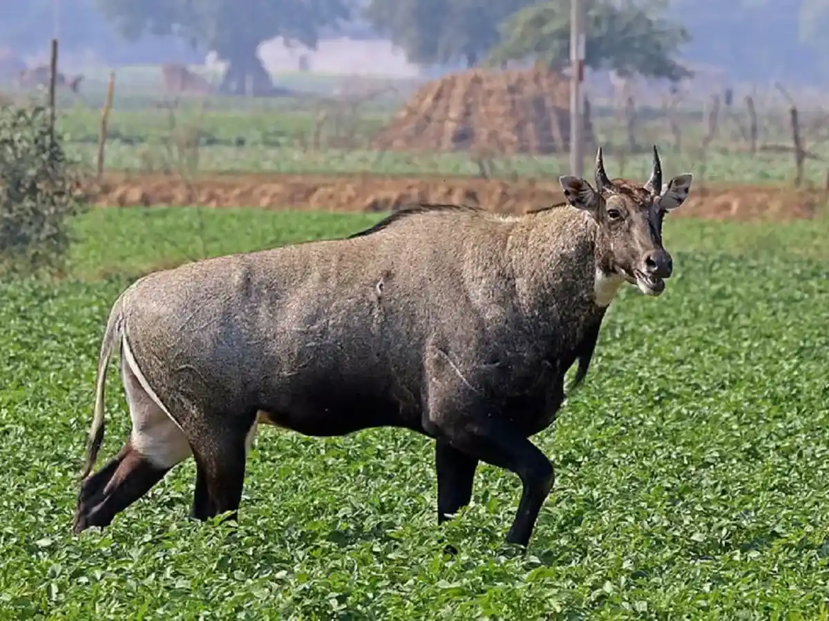 अब नीलगाय नहीं करेगी फसल बर्बाद, कृषि वैज्ञानिक की ये सलाह किसानों के लिए वरदान बनी