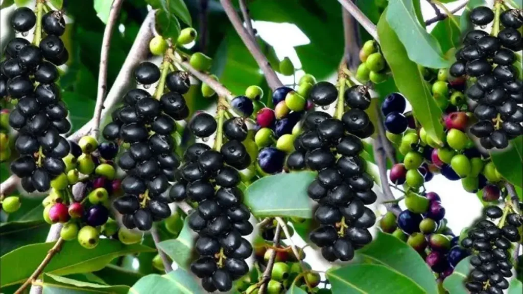 Nirantarna Jamun Farming In Hindi