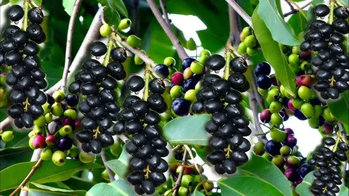 Nirantarna Jamun Farming In Hindi