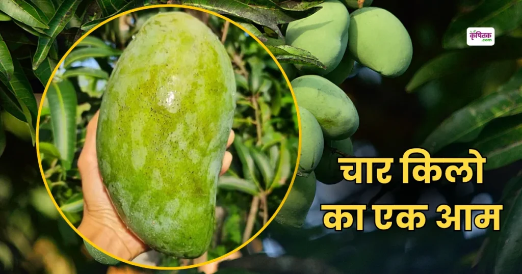 Noor jahan mango
