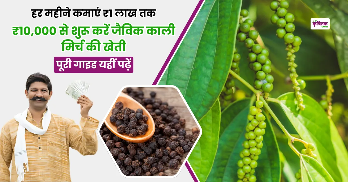 Organic Kali Mirch Ki Kheti