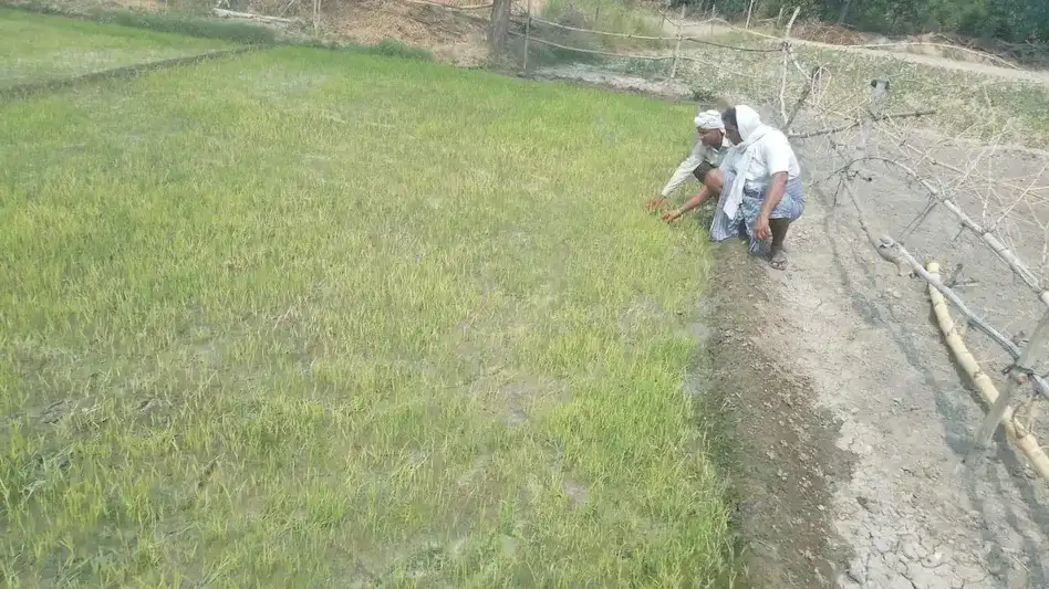 Paddy Nursery Sowing Tips