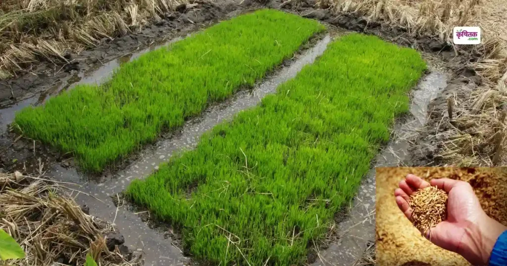 Paddy Nursery Tips