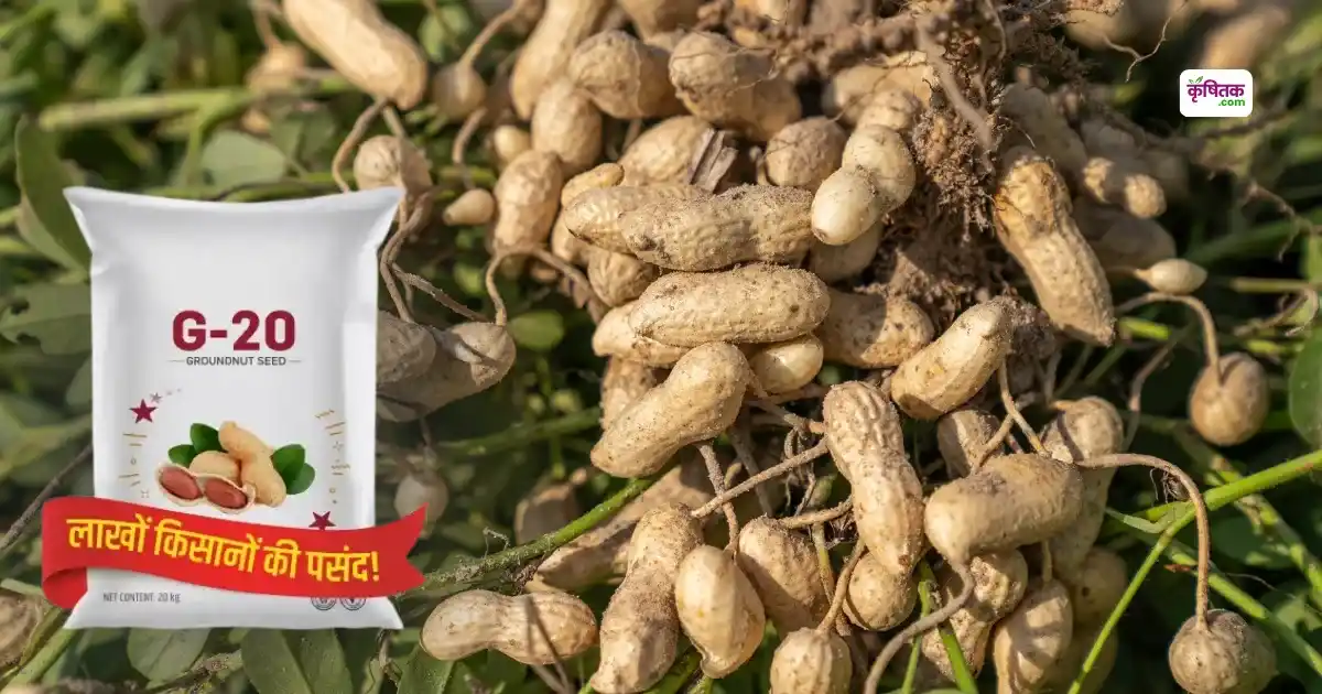 Peanut G-20 Variety