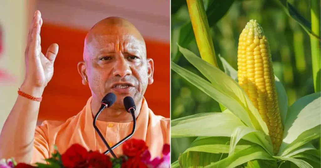 Procurement of maize at MSP starts in UP