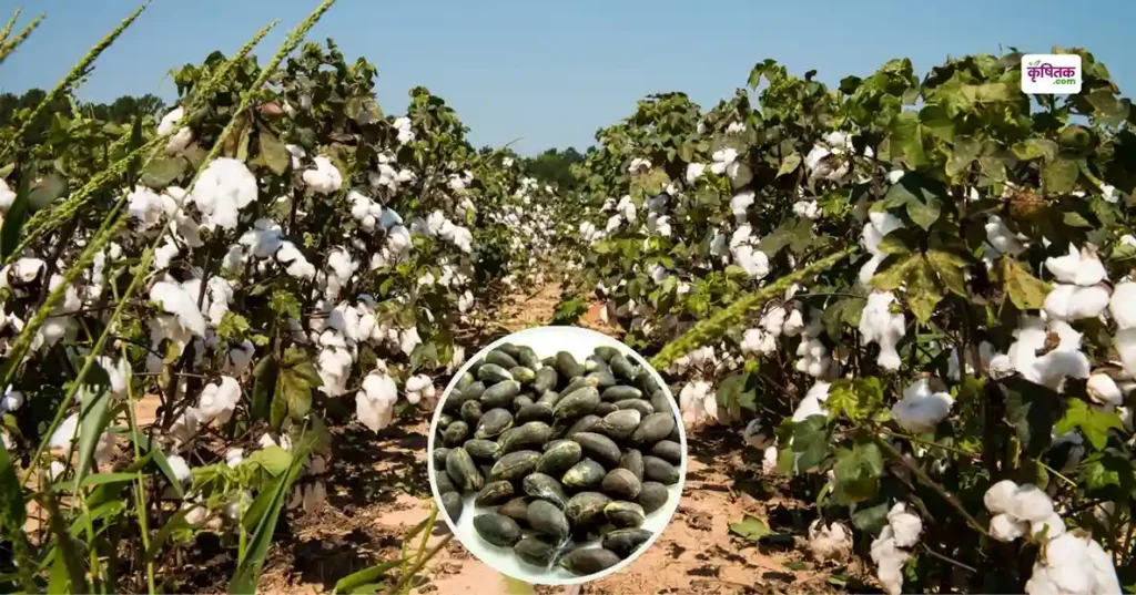 Punjab government is giving 33 percent subsidy on cotton seeds