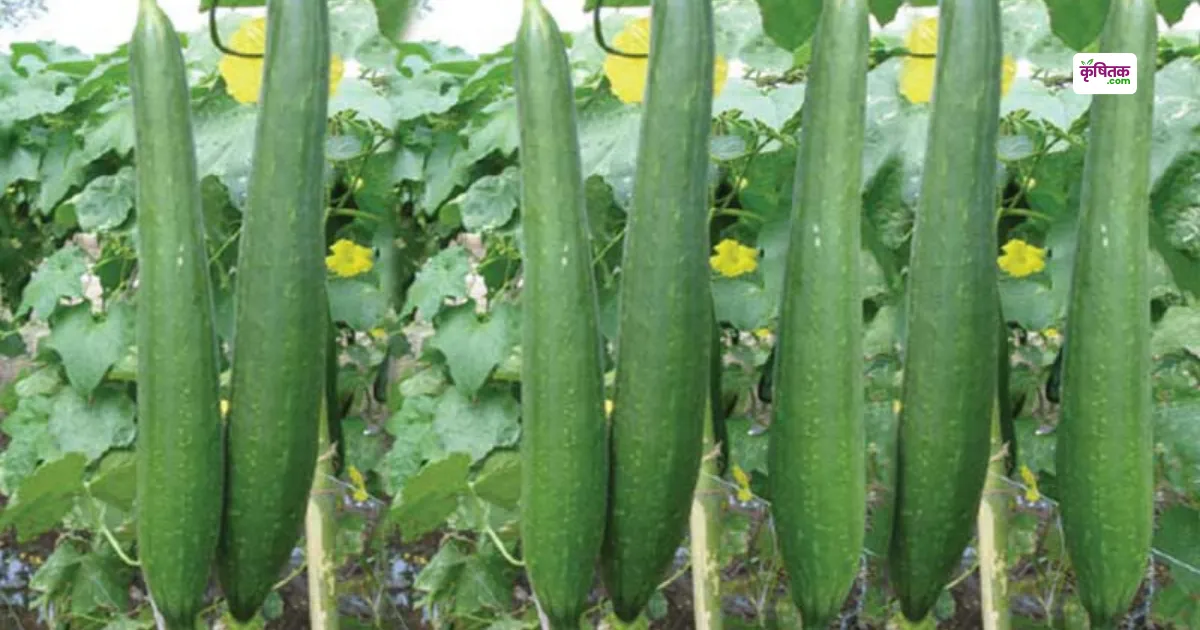 Rajendra Nenua-1 Variety