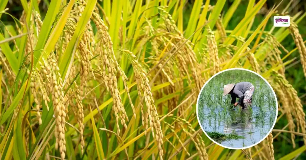 Sabour Sampann Paddy Variety