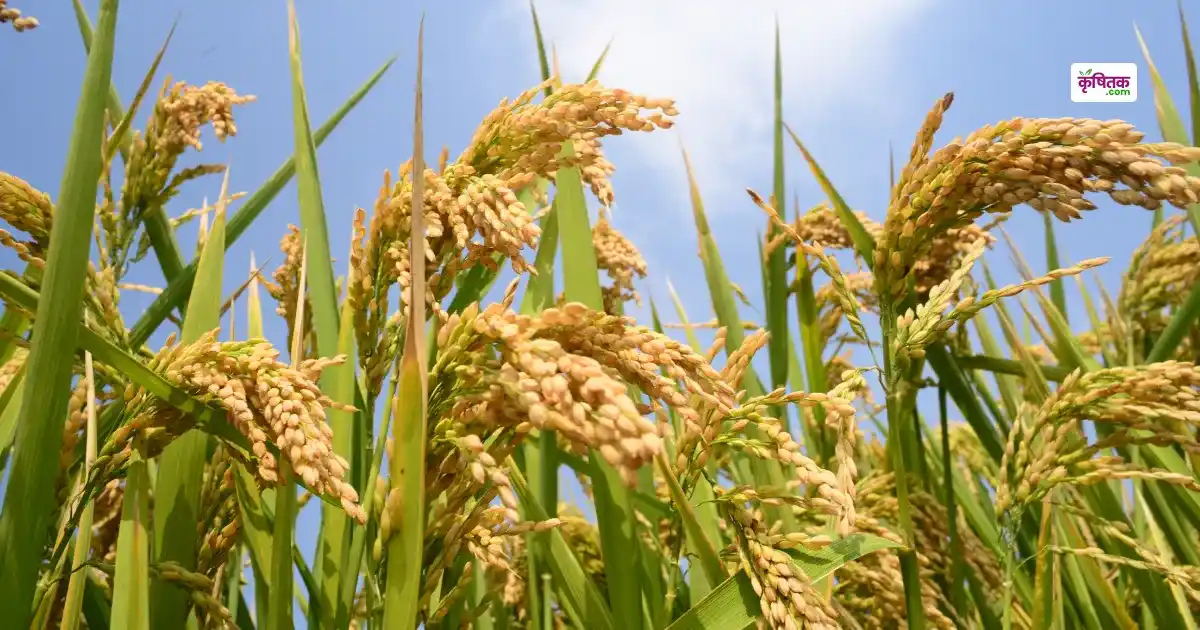 Sabour recommends 4 new paddy varieties for Kharif 2025