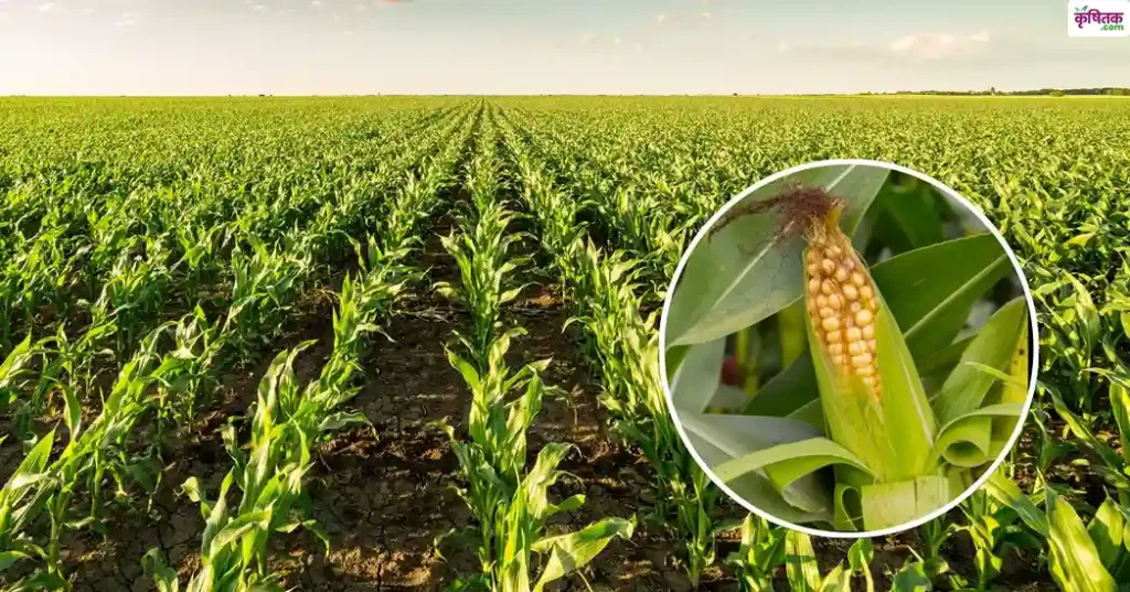 Sow corn using ridge furrow method