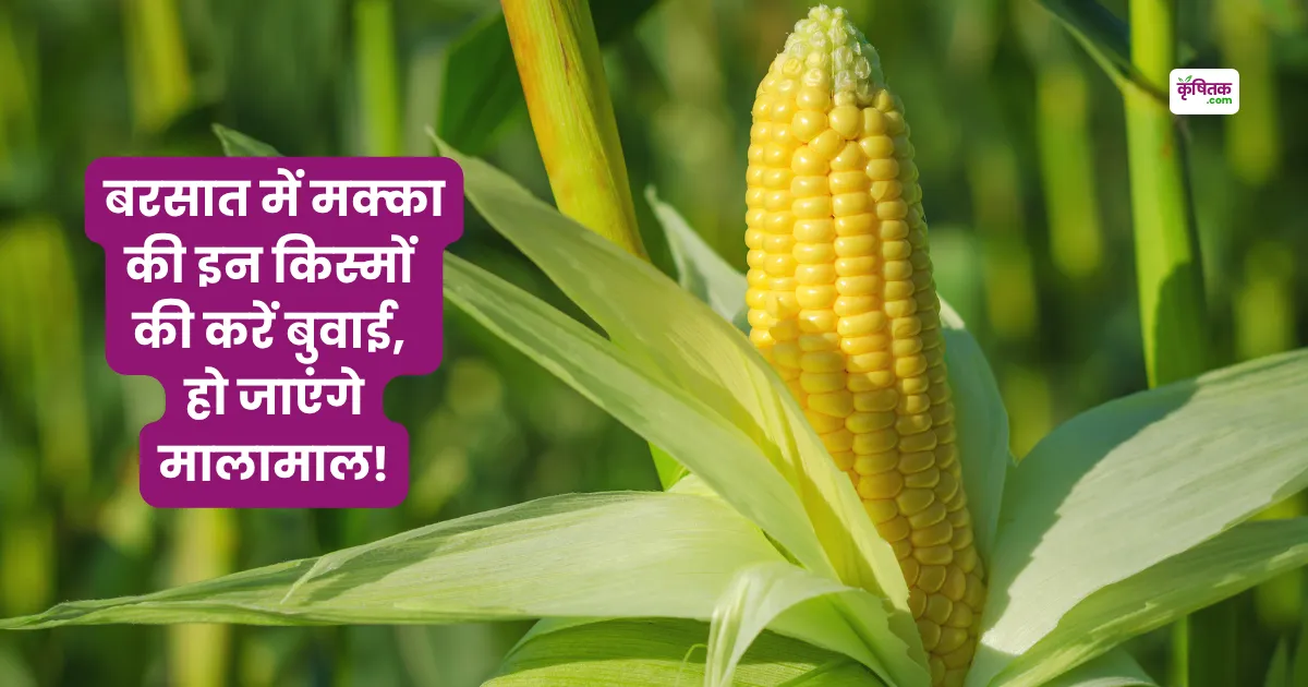 Sow these varieties of maize in rainy season
