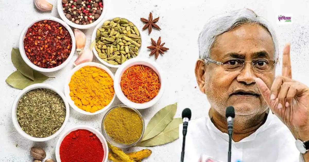 नीतीश सरकार का बड़ा फैसला! बिहार में मसाला खेती को मिलेगा बढ़ावा, किसानों को होगा तगड़ा मुनाफा
