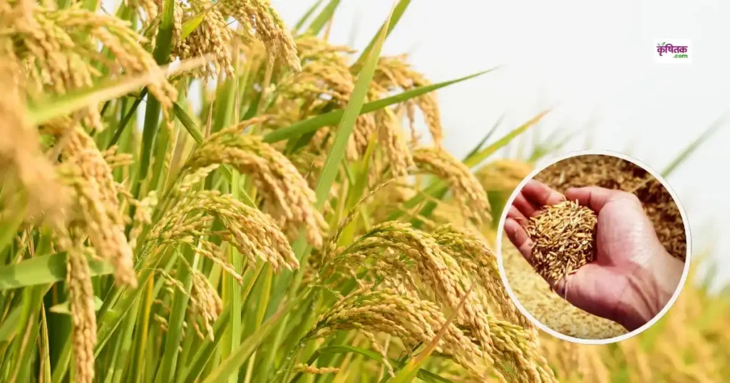 Subsidy on Paddy Seeds