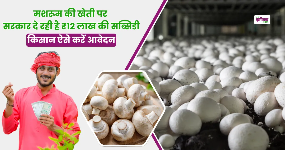 Subsidy up to 12 lakh on Mushroom Cultivation