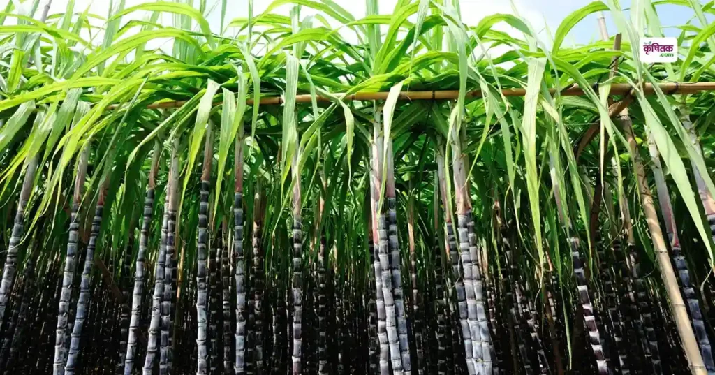 Sugarcane Farming Tips