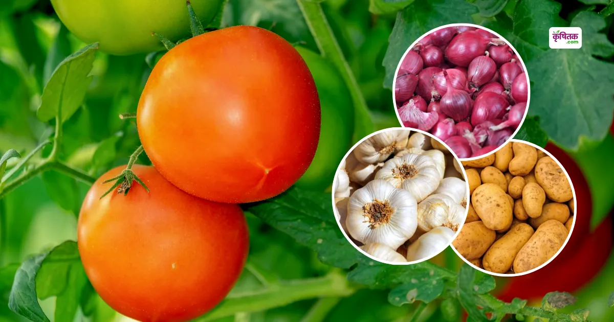 government will pay for the transportation cost of tomatoes, potatoes and onions