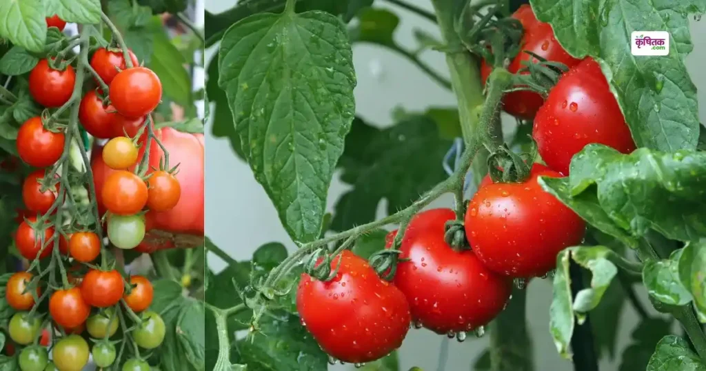 Tomato NCS Ct-109 variety