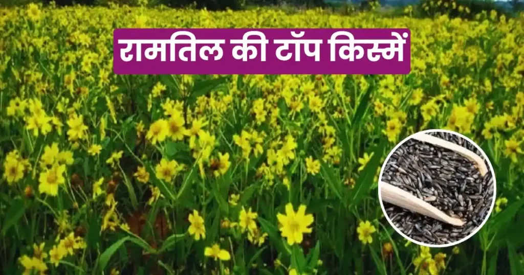 Top high oil variety of Ramtil will give more yield