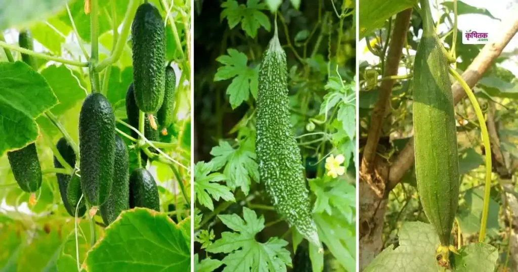 Vegetable farming Tips