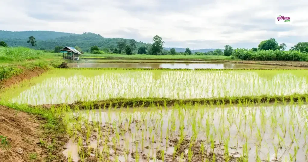 Weed Control Tips in Rice cultivation