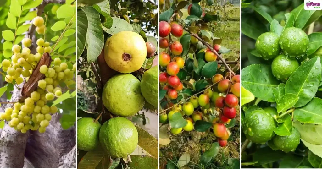किसानों को 4 फसलों पर 50% सब्सिडी, पहली किस्त में सीधे मिलेंगे ₹30,000, जानिए पूरी योजना