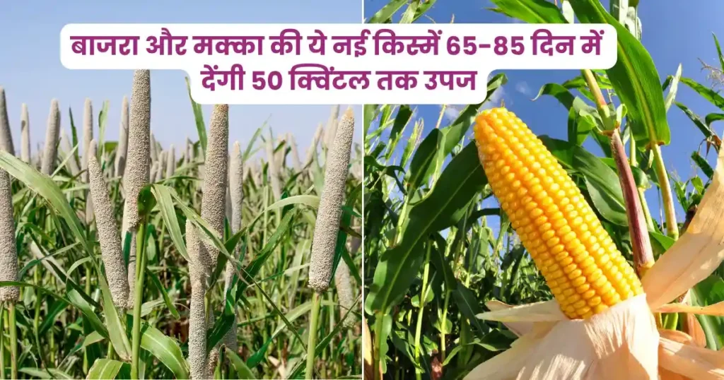 बाजरा और मक्का की ये नई किस्में 65-85 दिन में देंगी 50 क्विंटल तक उपज, किसान हो जाएंगे मालामाल