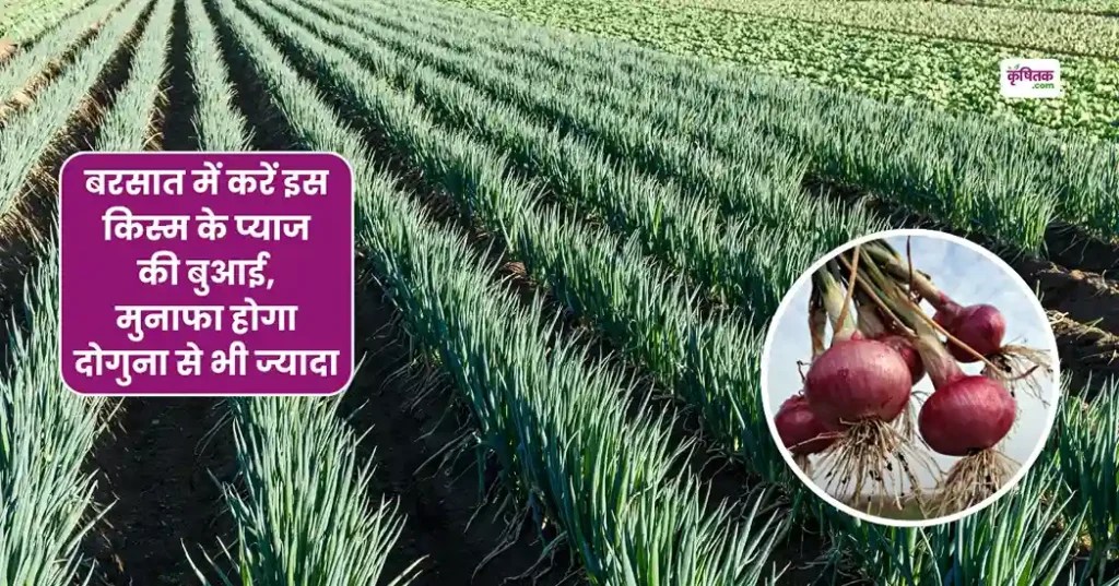 Barsat Me Pyaj Ki Kheti kaise karen