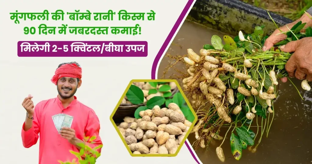 bombay rani variety of peanut