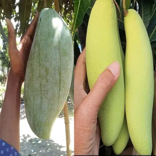 2.5 किलो तक के रसीले आम उगाइए घर पर, जानिए ब्रूनाई किंग वैरायटी की खासियत