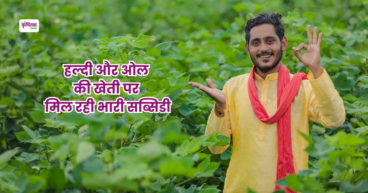 Subsidy On cultivation of turmeric and suran