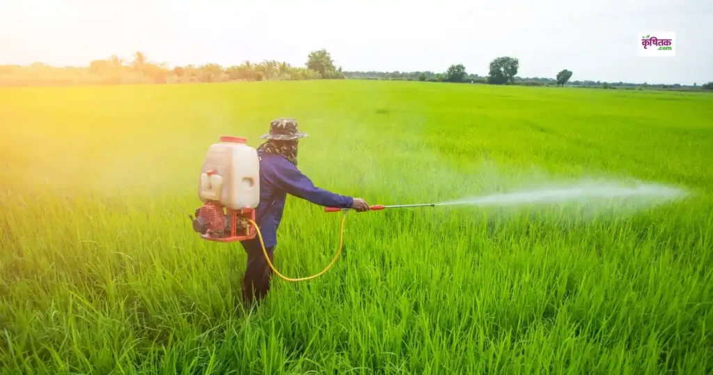 धान के खेत से जड़ से खत्म होंगे खरपतवार, बस 200 ML इस दवा का करें छिड़काव