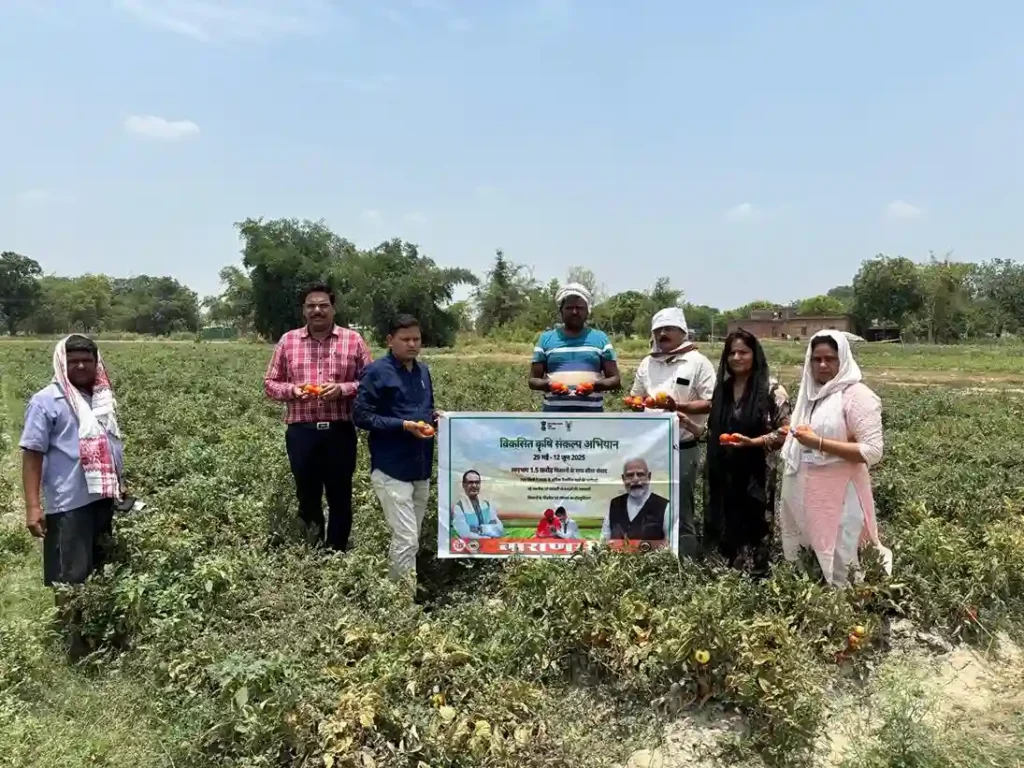 Direct Seeded Tomato Farming