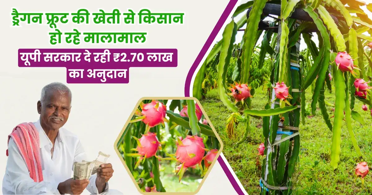 मिर्जापुर के किसान कमा रहे लाखों! ड्रैगन फ्रूट की खेती पर मिल रहा ₹2.70 लाख का सरकारी अनुदान
