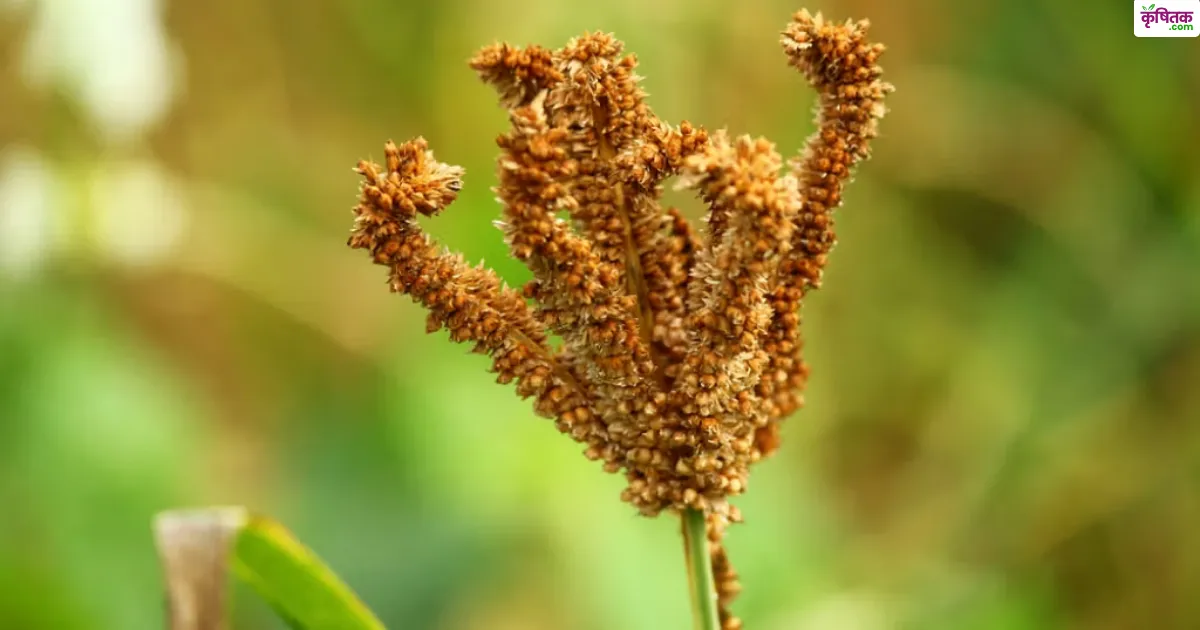 अब किसान साल में 4 बार उगा सकेंगे रागी! ICRISAT की नई खोज से खेती बनेगी फायदे का सौदा