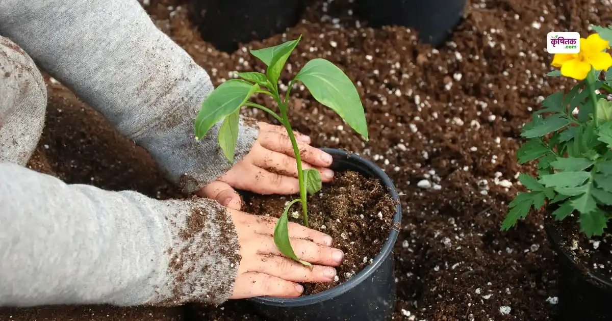 gardening Tips in monsoon