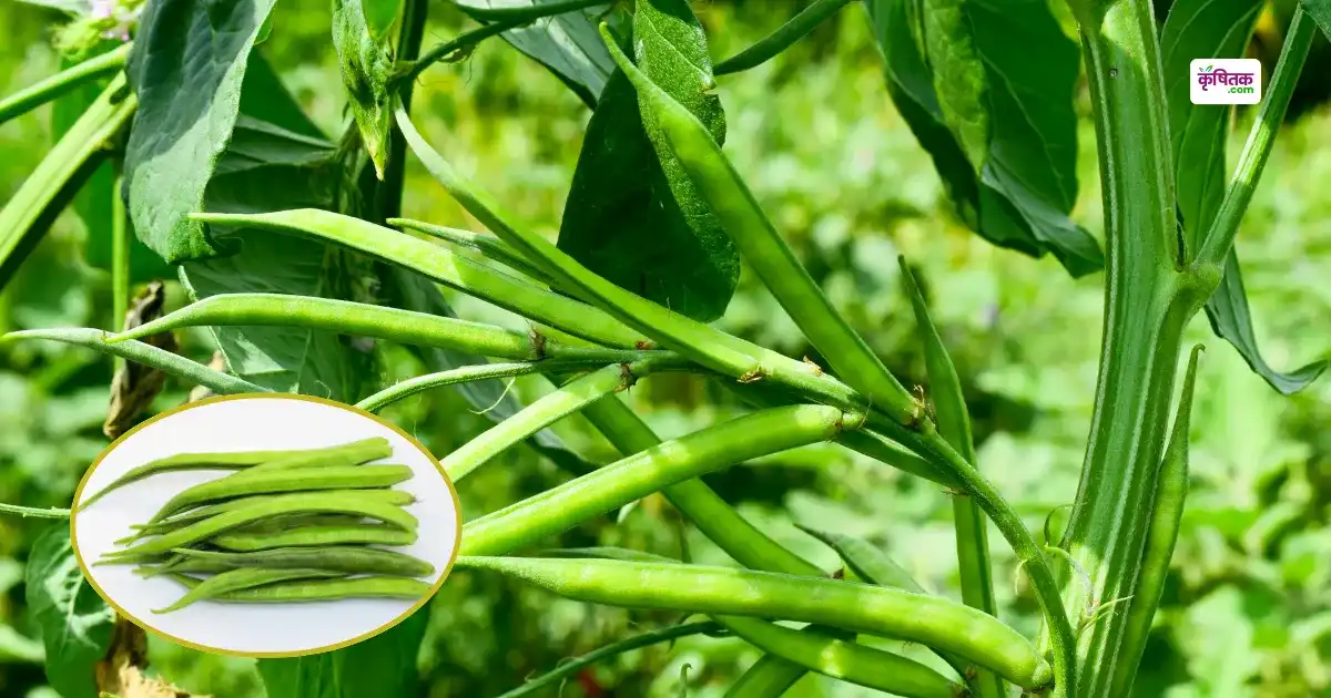 guar cultivation