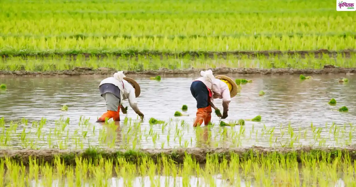 Haryana News: धान की खेती छोड़ने पर मिलेगा ₹8,000/एकड़ अनुदान! हरियाणा की ‘मेरा पानी‑मेरी विरासत’ योजना की नई घोषणा